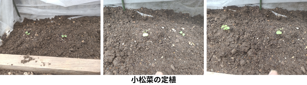 小松菜の定植完了