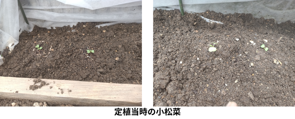 定植当時の小松菜