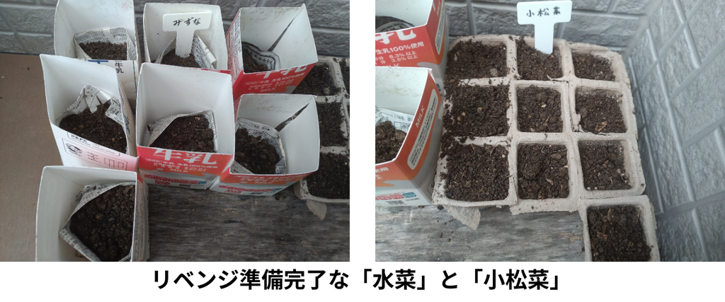リベンジ準備完了な「水菜」と「小松菜」の様子
