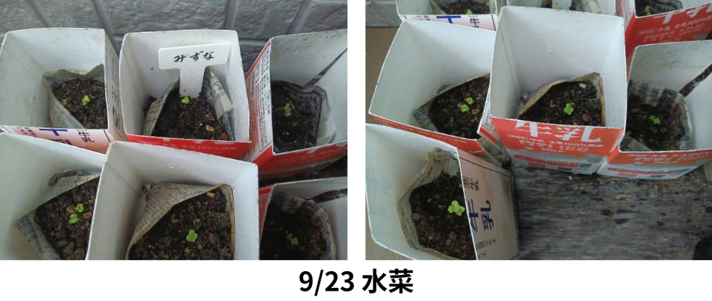 水菜の様子②