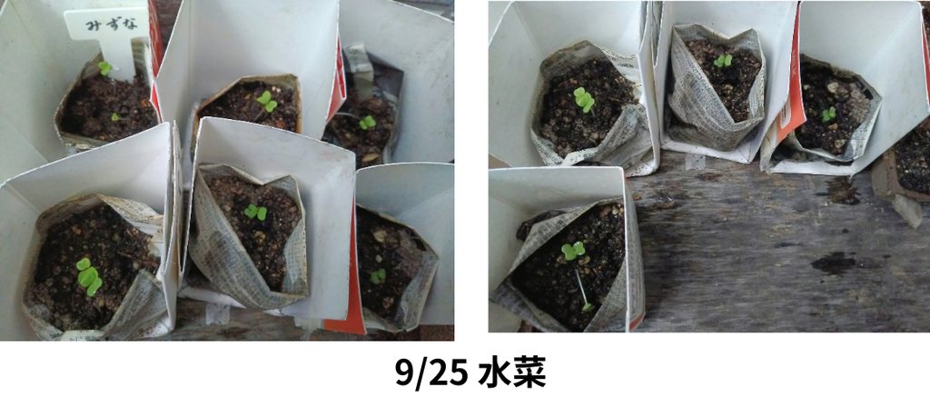 水菜の様子③