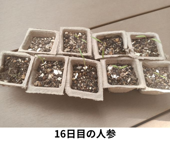 16日目の人参
