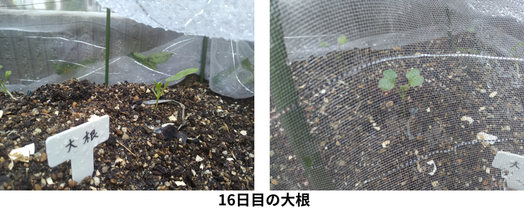 16日目の大根