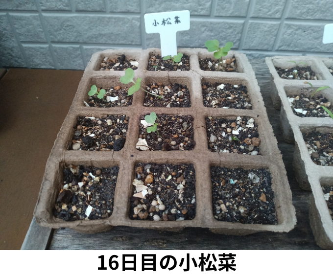 16日目の小松菜の様子