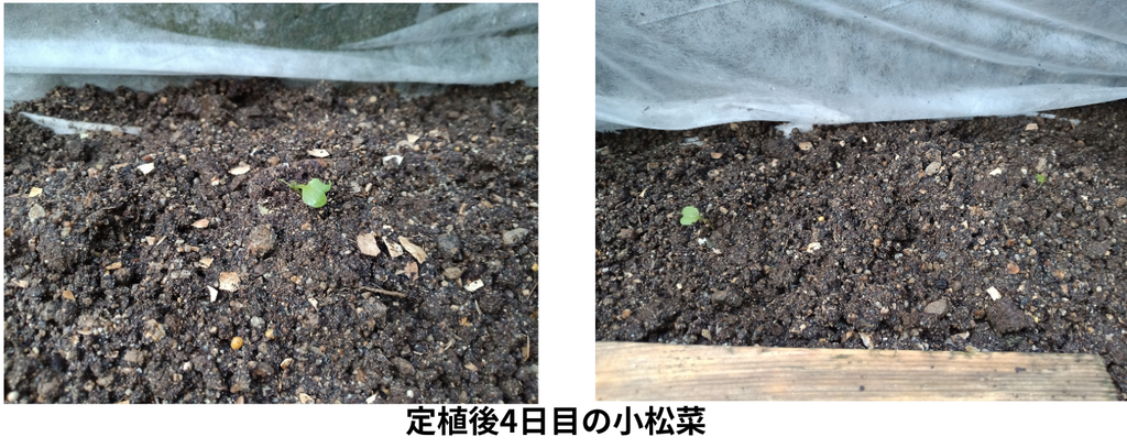 定植4日目の小松菜