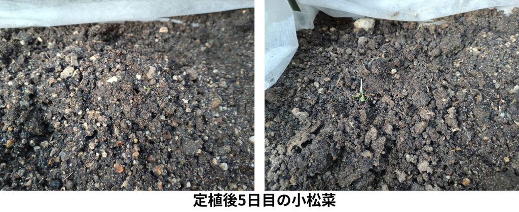 定植5日目の小松菜