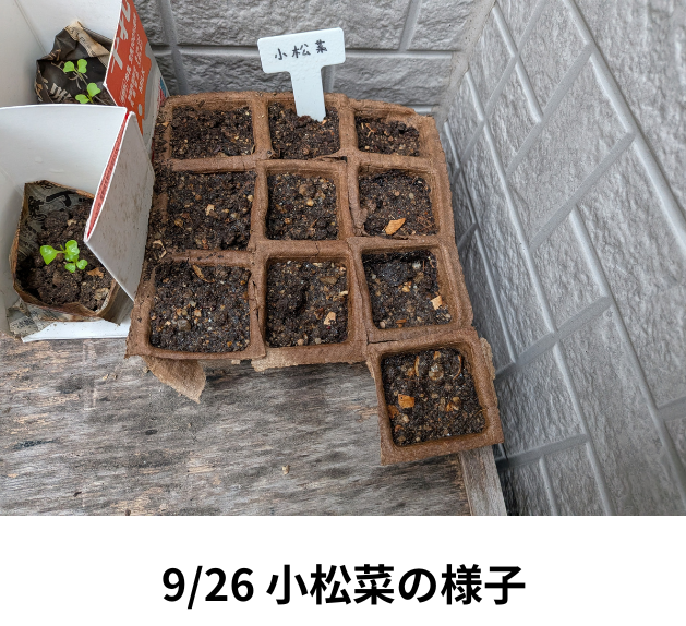9月26日の 小松菜の様子