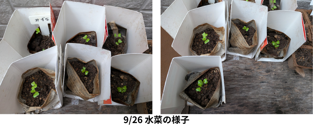 9月26日の水菜の様子