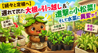 【続々と定植へ】遅れて出た大根の引っ越し＆進撃の小松菜！そして水菜に異変が！