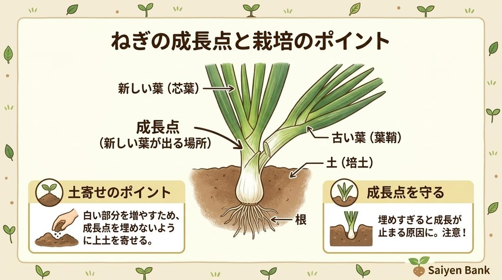ねぎの成長点の説明