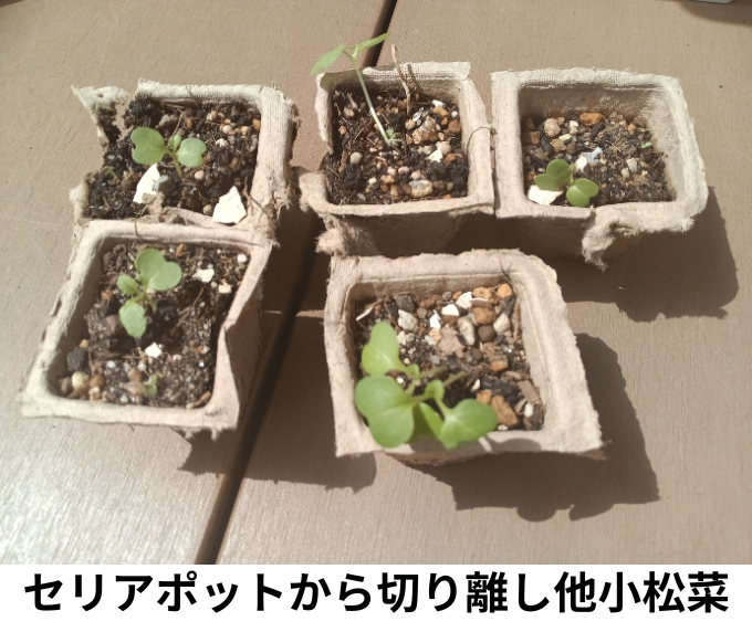 セリアポットから切り離した小松菜