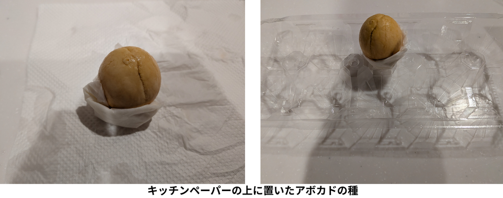 キッチンペーパーの上に置いたアボカドの種