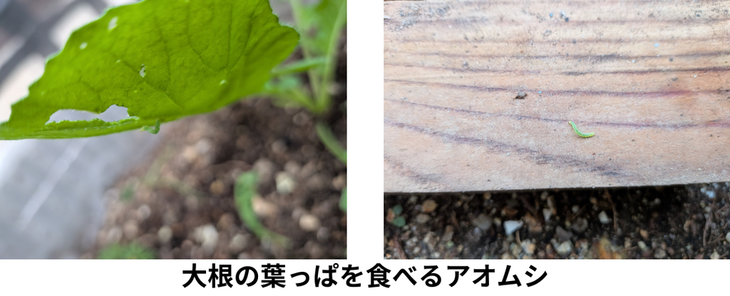 大根の葉っぱを食べるアオムシ
