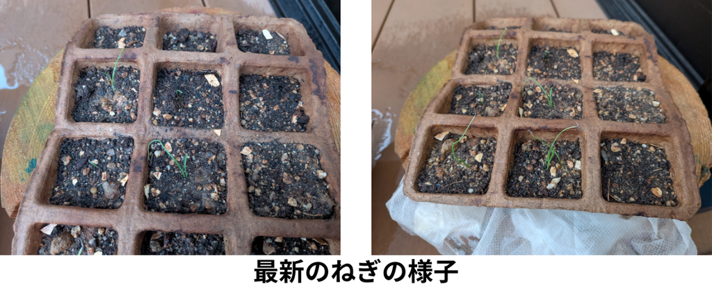 最新のねぎの様子