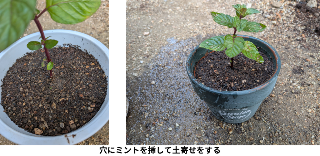 穴にミントを挿して土寄せをする