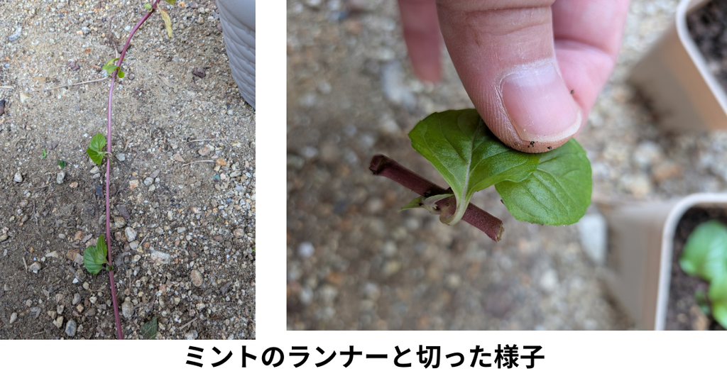 ミントのランナーと切った様子