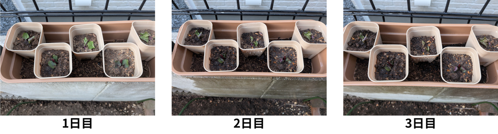 ミントのランナー株分け1-3日目
