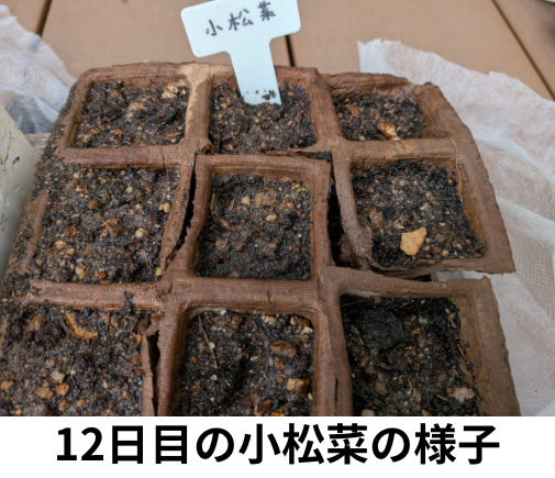 12日目の小松菜の様子