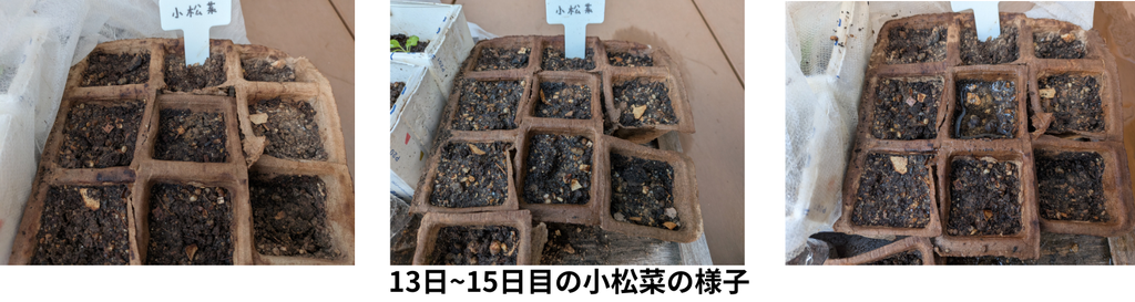 13-15日目の小松菜の様子
