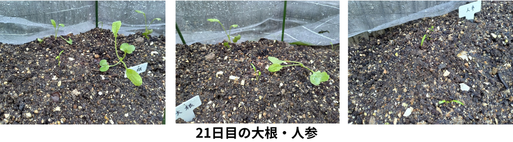 21日目の大根・人参