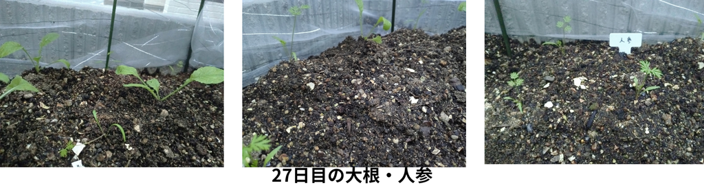 27日目の大根・人参