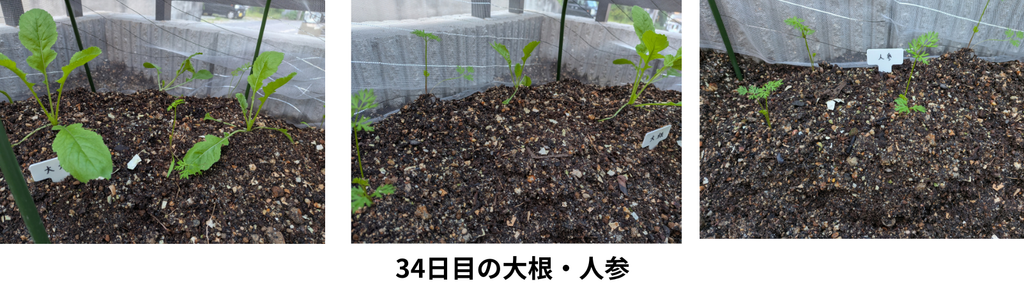 34日目の大根・人参
