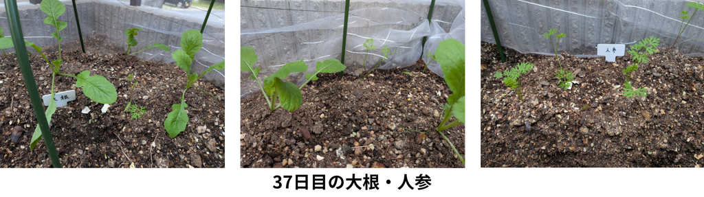 37日目の大根・人参