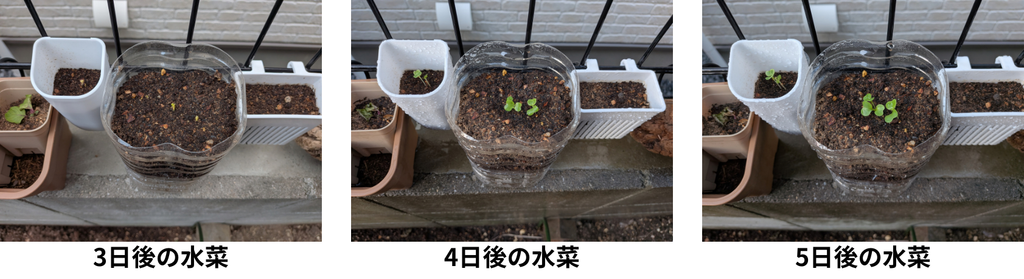 3日後-5日後の水菜