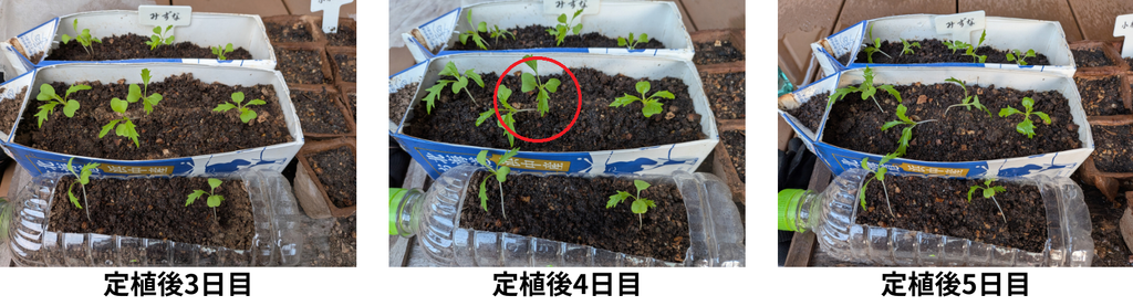 定植後3日目ー5日目の水菜