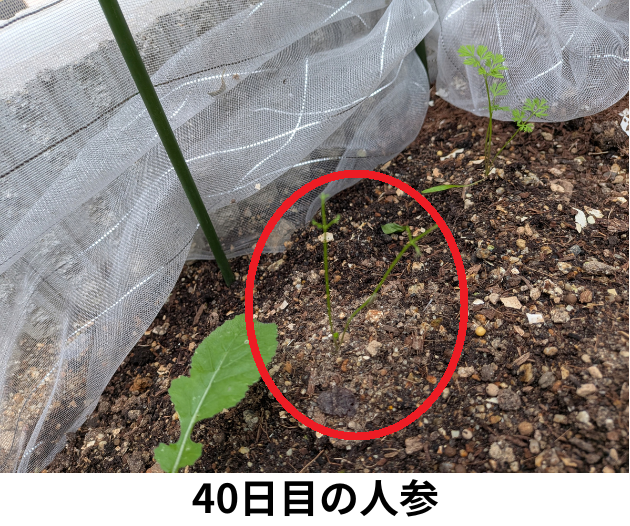 40日目の人参