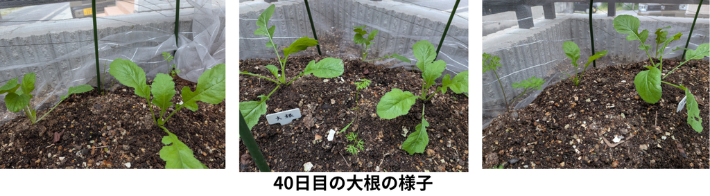 40日目の大根の様子