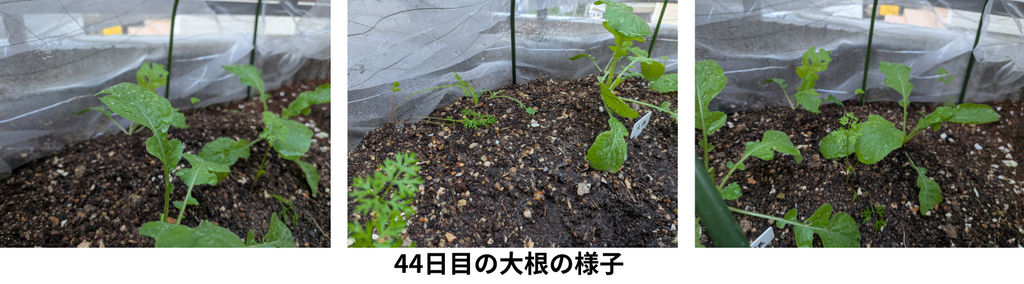 44日目の大根の様子