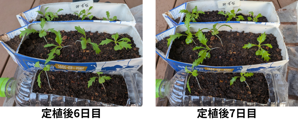 定植後6日ｰ7日目の水菜