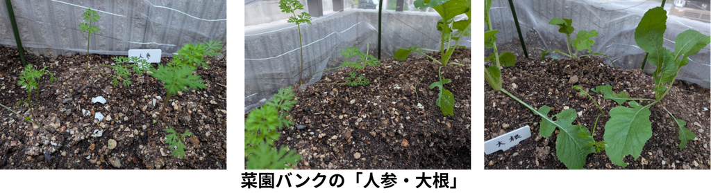決算資料_人参・大根