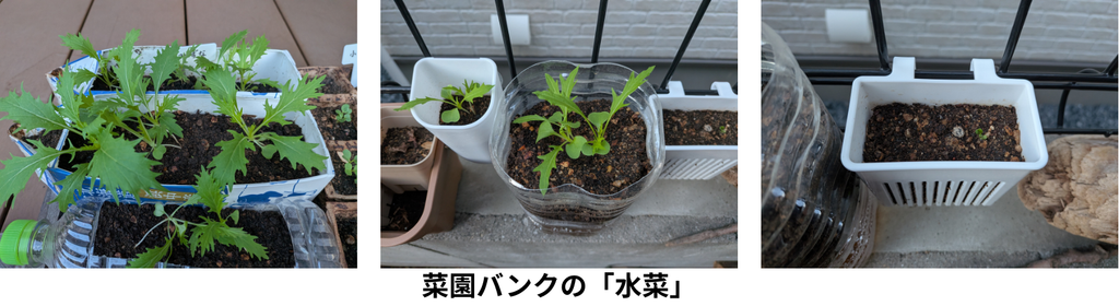 決算資料_水菜