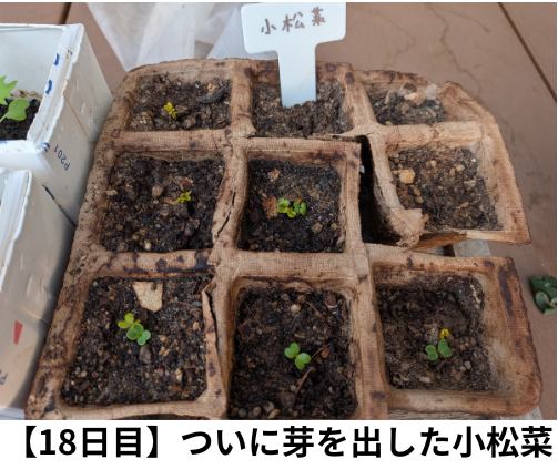 【18日目】ついに芽を出した小松菜