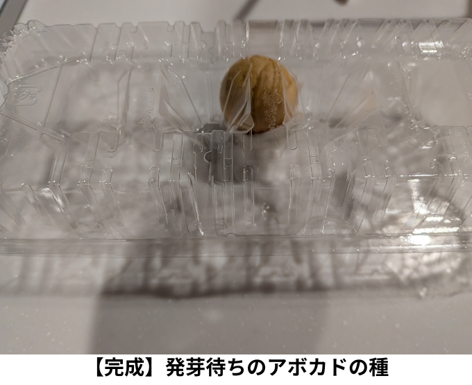 【完成】発芽待ちのアボカドの種