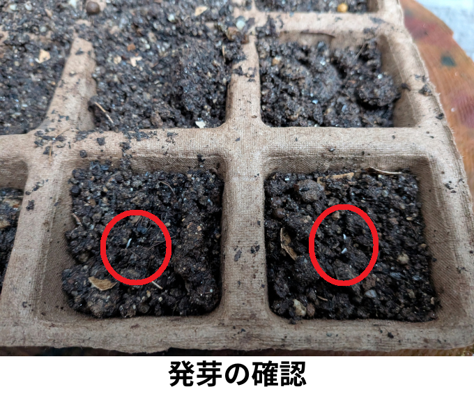 ねぎの発芽の確認