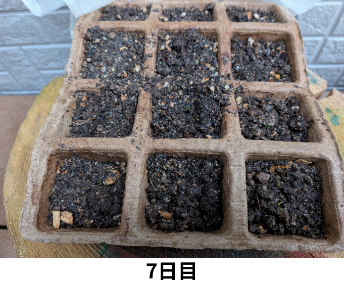 7日目のねぎの様子