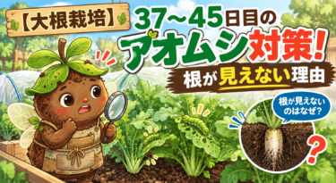 【大根栽培】37〜45日目のアオムシ対策！根が見えない理由