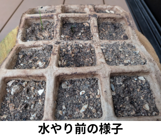 水やり前のセルポットの様子(ねぎ)