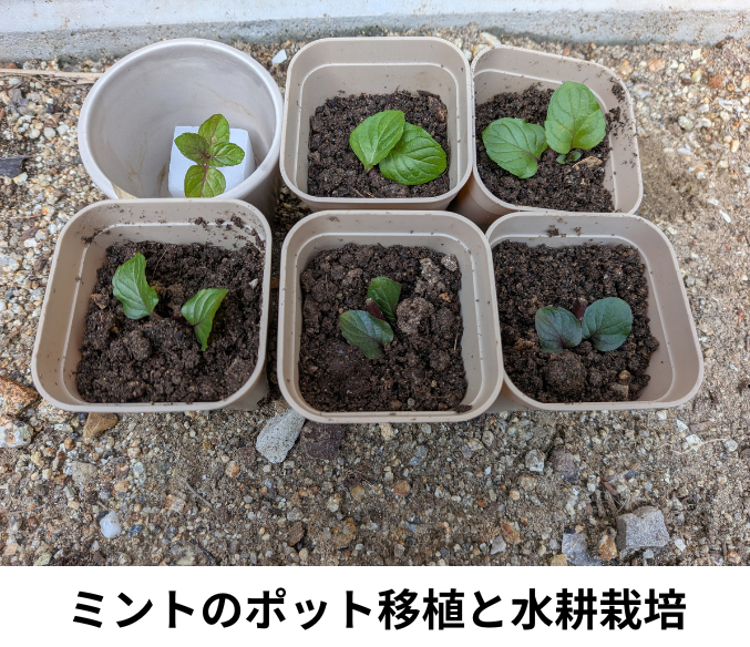 ミントのポット移植と水耕栽培