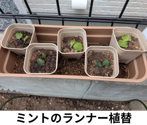 ミントのランナーの株分け