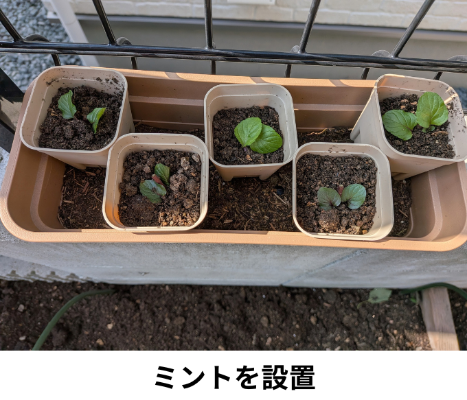 ミントを設置