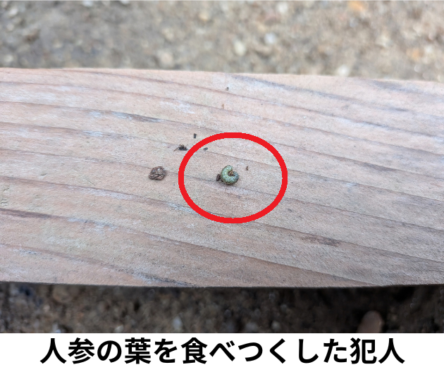 人参の葉を食べたアオムシ
