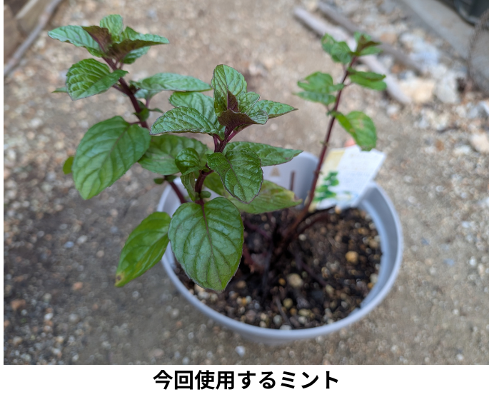 株分け等で使用するミント