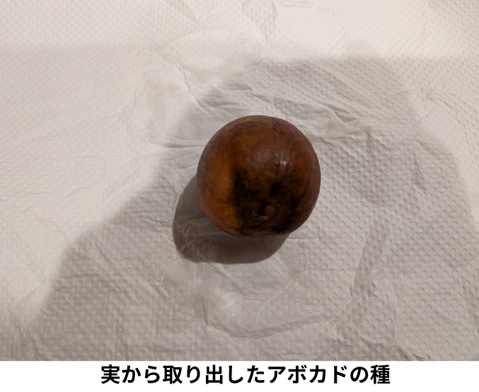 実から取り出したアボカドの種