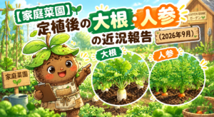 家庭菜園の大根・人参近況報告(2026年9月)