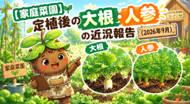 【家庭菜園】定植後の大根、人参の近況報告（2026年9月)