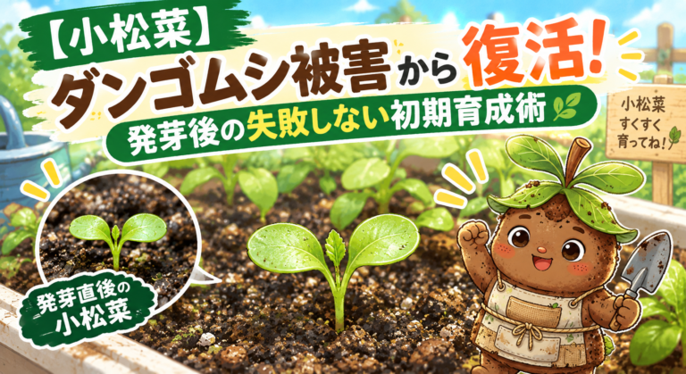 小松菜の発芽後育成術